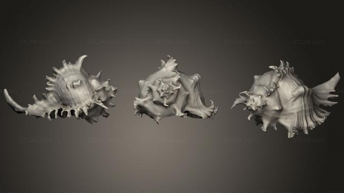Камни и ракушки (Морская раковина, ROCKS_0045) 3D модель для ЧПУ станка